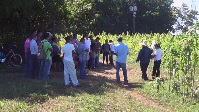 INTA promueve semilla de amaranto entre productores del departamento de Chinandega
