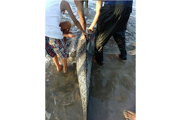 Ayudan a pequeño delfin a regresar a su hábitat mar adentro