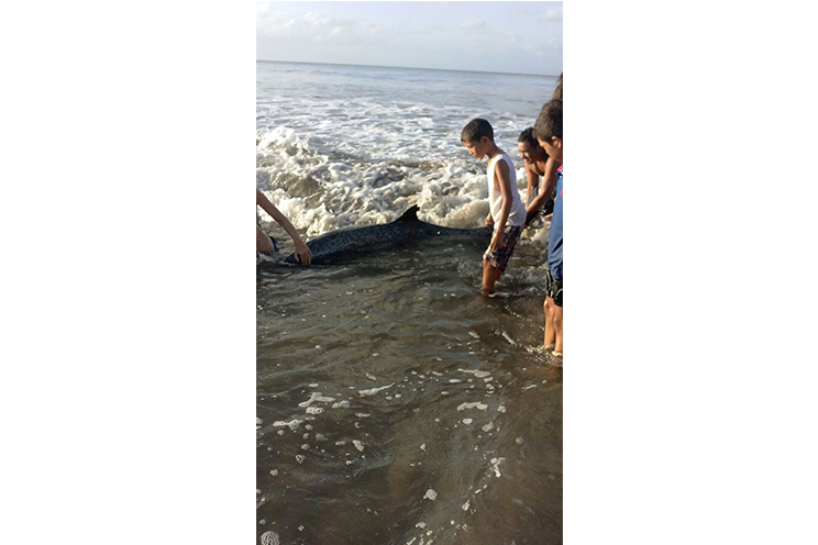 Ayudan a pequeño delfin a regresar a su hábitat mar adentro