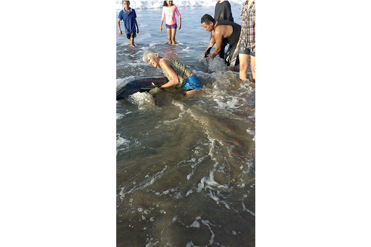 Ayudan a pequeño delfin a regresar a su hábitat mar adentro