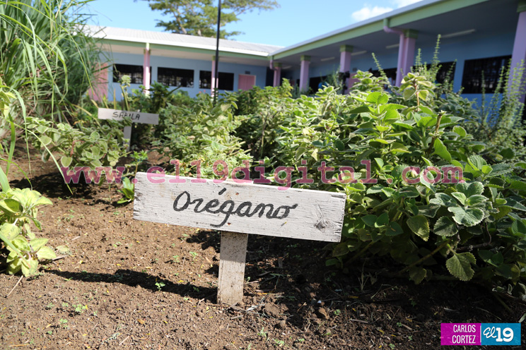 Institutos de medicina natural llegan a más familias nicaragüenses