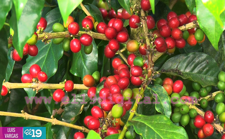 Cosecha cafetalera avanza en Matagalpa y Jinotega