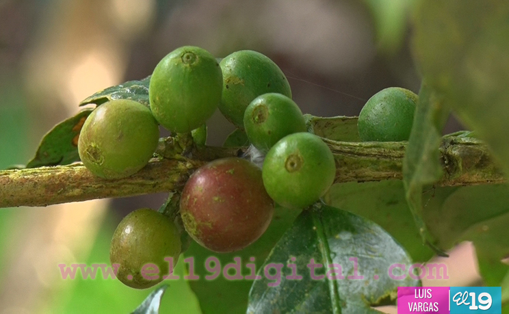 Cosecha cafetalera avanza en Matagalpa y Jinotega