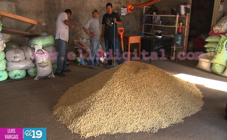 Cosecha cafetalera avanza en Matagalpa y Jinotega