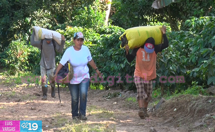 Cosecha cafetalera avanza en Matagalpa y Jinotega