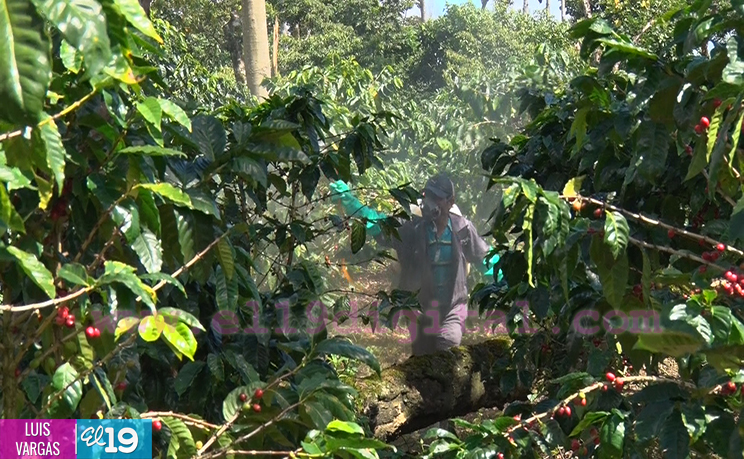 Cosecha cafetalera avanza en Matagalpa y Jinotega
