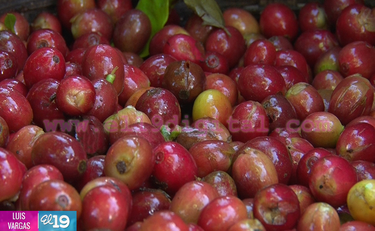Cosecha cafetalera avanza en Matagalpa y Jinotega