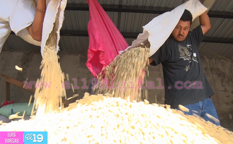 Cosecha cafetalera avanza en Matagalpa y Jinotega
