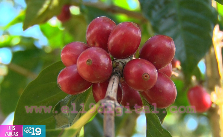 Cosecha cafetalera avanza en Matagalpa y Jinotega