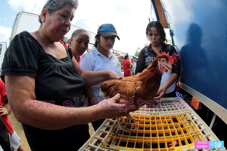Bono Productivo Alimentario dinamiza la economía de las familias
