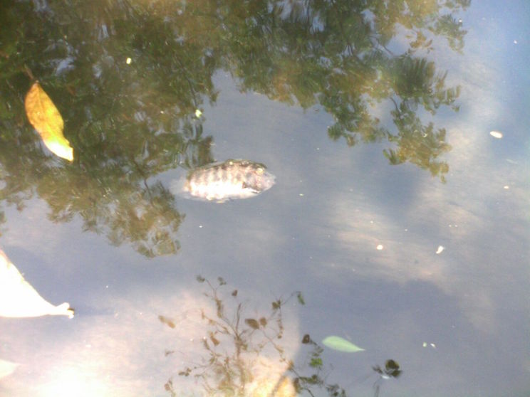 Químicos provocaron muerte de peces en León