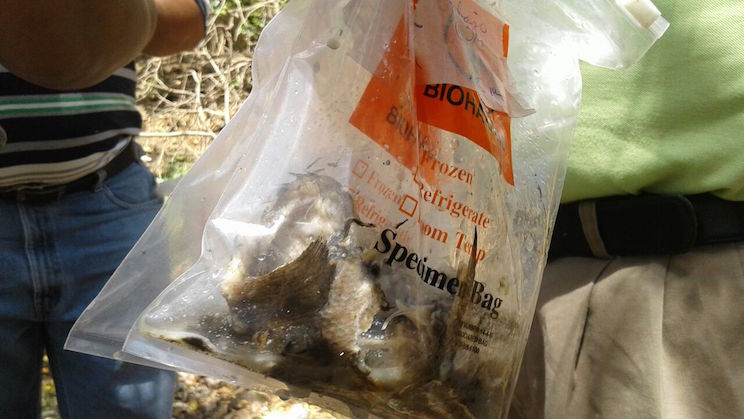 Químicos provocaron muerte de peces en León