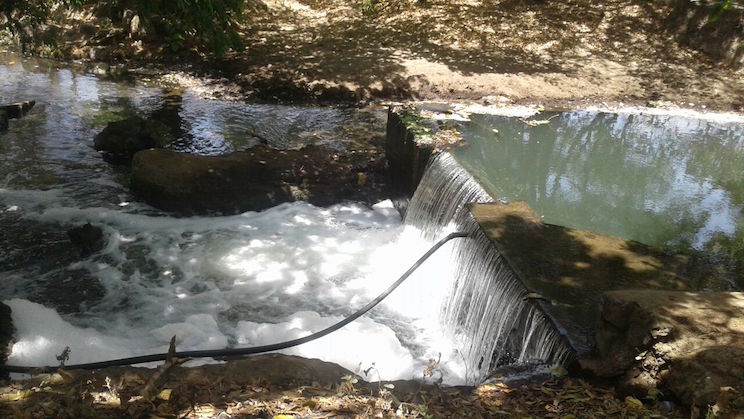 Químicos provocaron muerte de peces en León