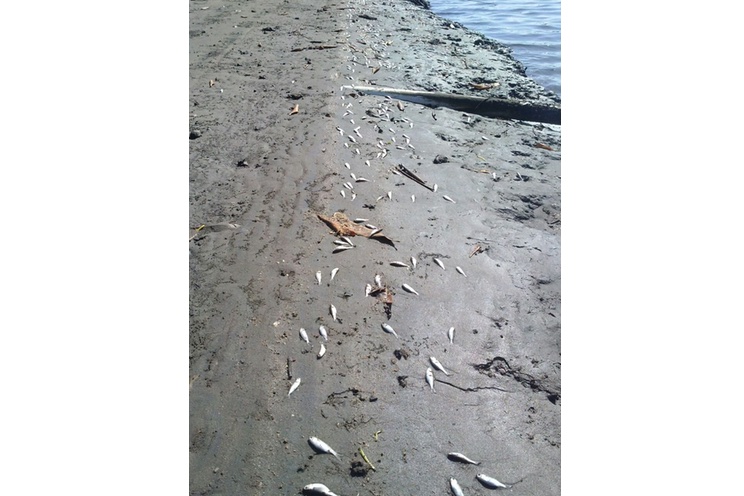 Encuentran peces muertos en Poneloya