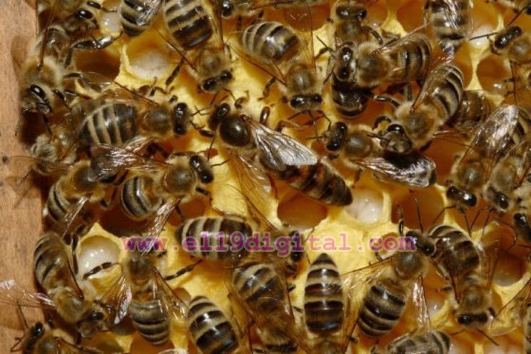 Bomberos eliminan dos colmenas de abejas africanizadas en Parque Central de León