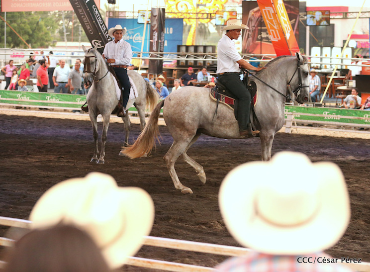 Feria exhiben la belleza y destreza del caballo iberoamericano