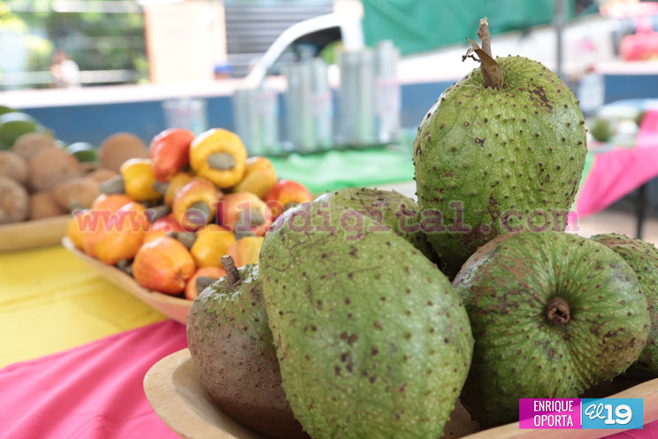 Productores de El Crucero celebran Feria de frutas no tradicionales