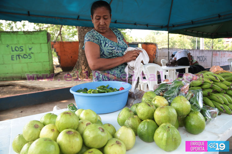 Productores de El Crucero celebran Feria de frutas no tradicionales