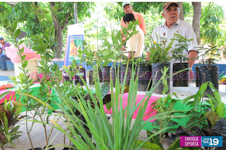 Productores de El Crucero celebran Feria de frutas no tradicionales