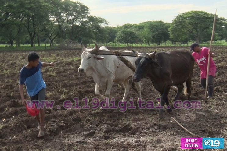 Productores de Chinandega inician siembra de primera