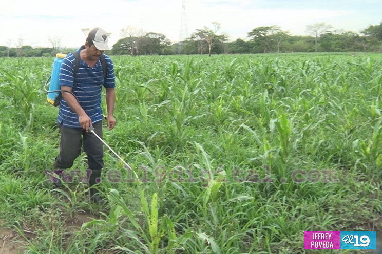 Productores de Chinandega inician siembra de primera