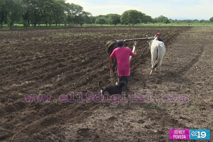 Productores de Chinandega inician siembra de primera