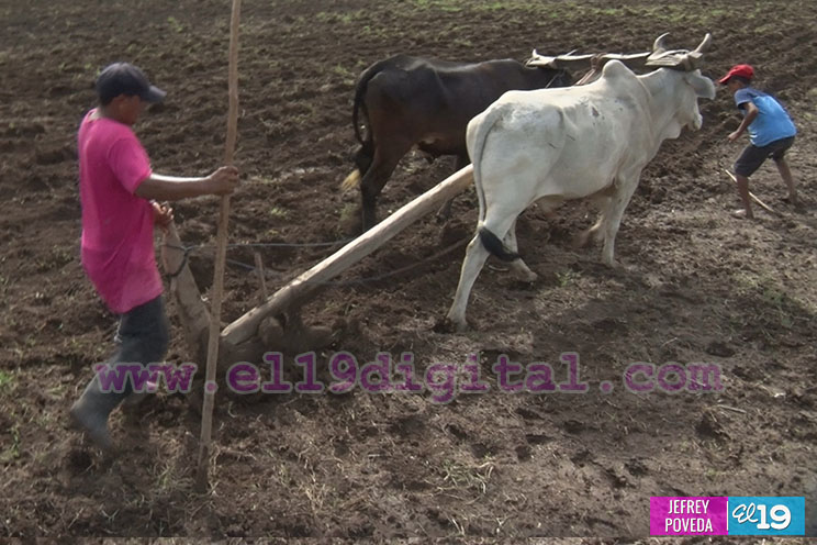 Productores de Chinandega inician siembra de primera