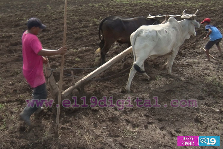 Productores de Chinandega inician siembra de primera