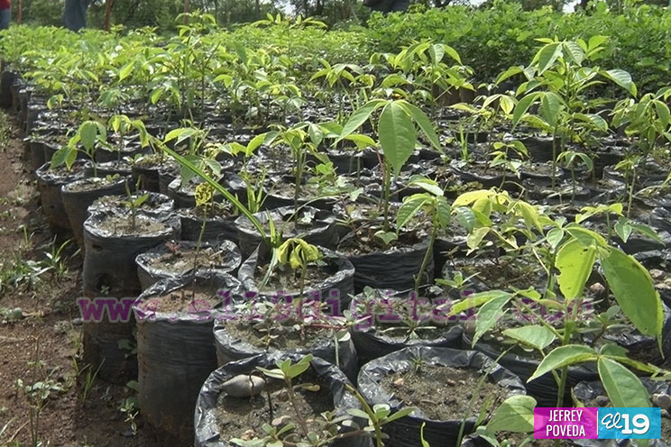Todo listo para la entrega de 25 mil plantas a comunidades de Somotillo