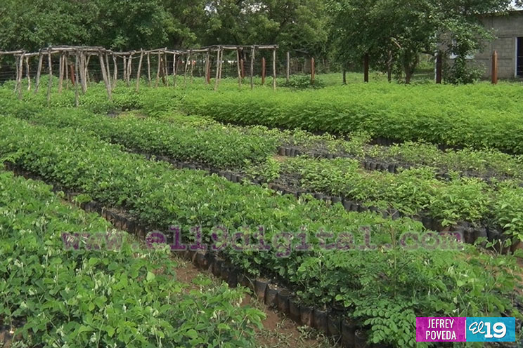 Todo listo para la entrega de 25 mil plantas a comunidades de Somotillo