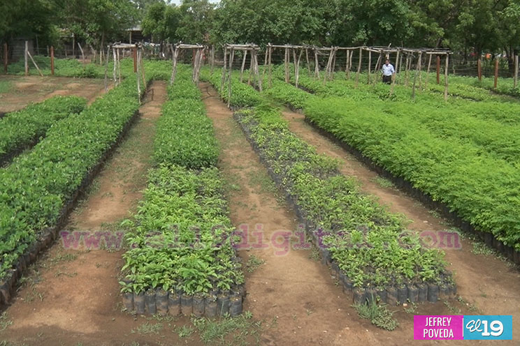 Todo listo para la entrega de 25 mil plantas a comunidades de Somotillo