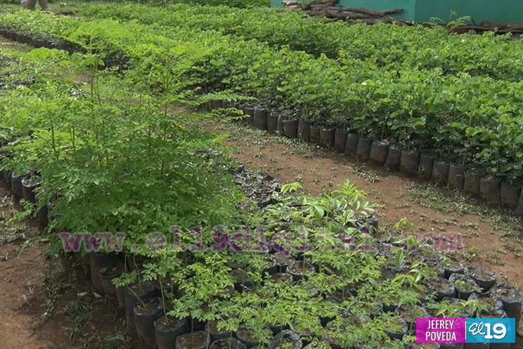 Todo listo para la entrega de 25 mil plantas a comunidades de Somotillo