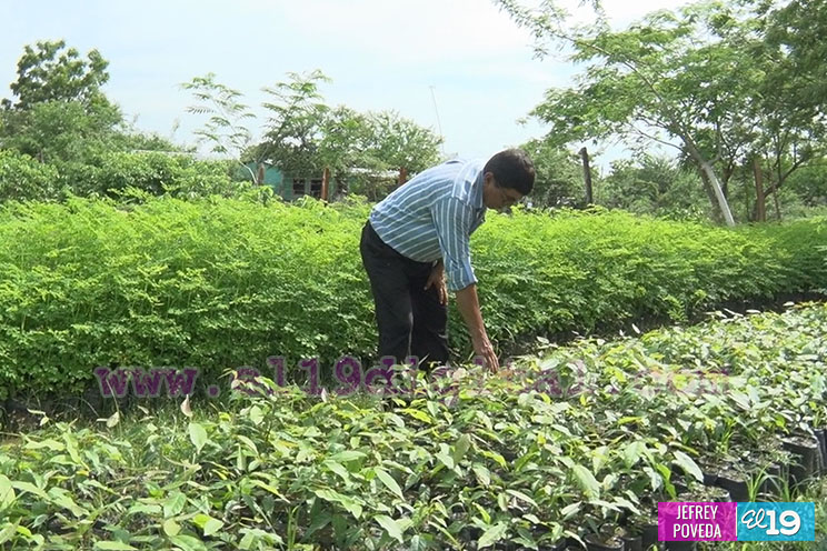 Todo listo para la entrega de 25 mil plantas a comunidades de Somotillo