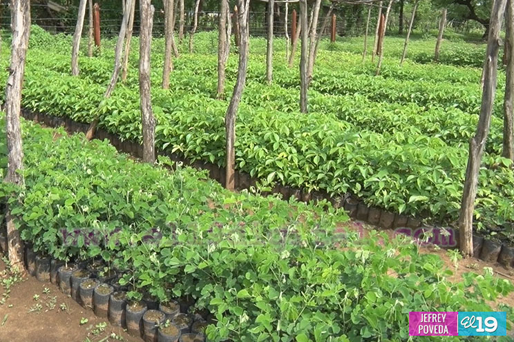 Todo listo para la entrega de 25 mil plantas a comunidades de Somotillo