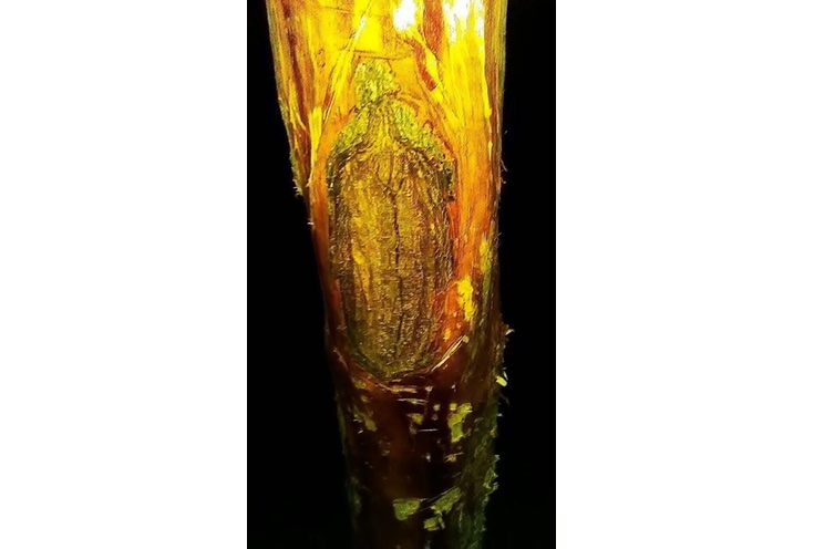 Aparece la Virgen de Guadalupe en corteza de un árbol en Estelí