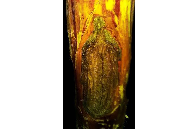 Aparece la Virgen de Guadalupe en corteza de un árbol en Estelí