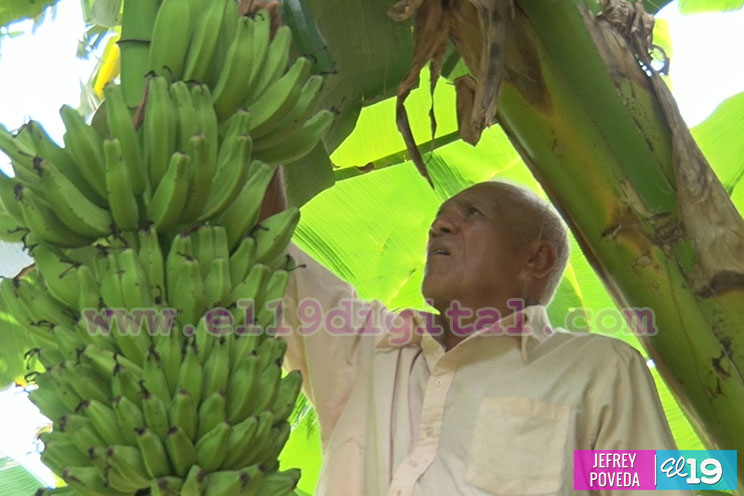 Productores de San Rafael del Sur aseguran una buena cosecha