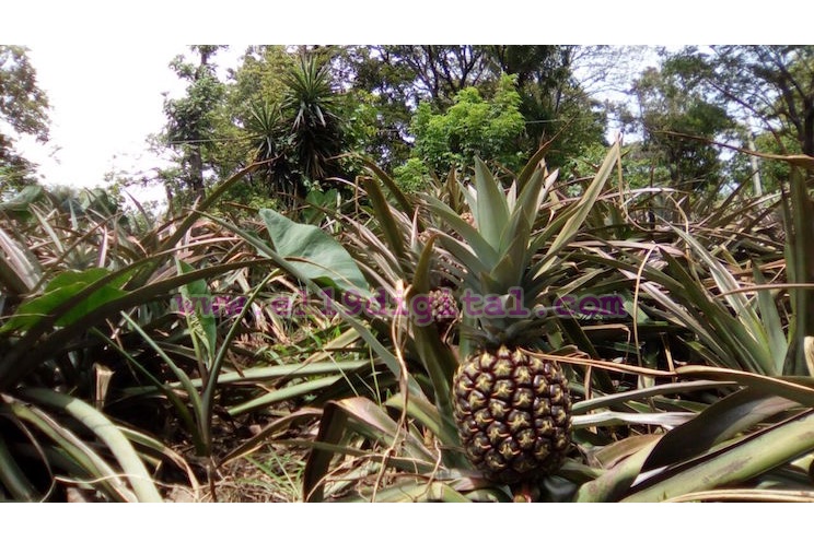 La lluvia en Ticuantepe ha sido una bendición para las familias que cultivan piñas