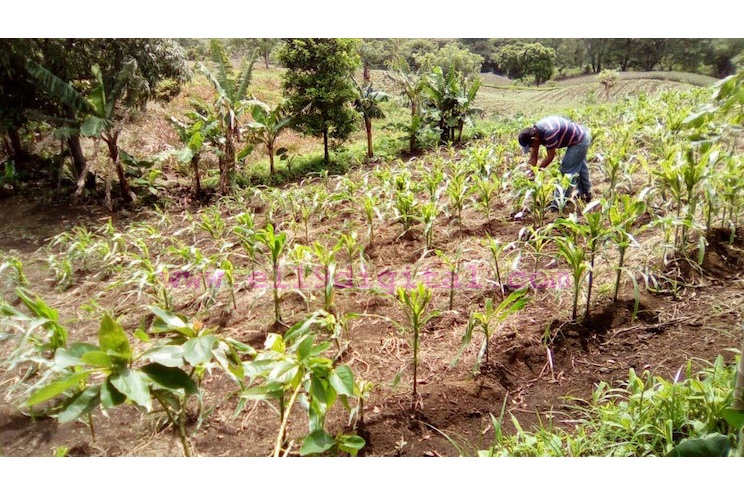 La lluvia en Ticuantepe ha sido una bendición para las familias que cultivan piñas