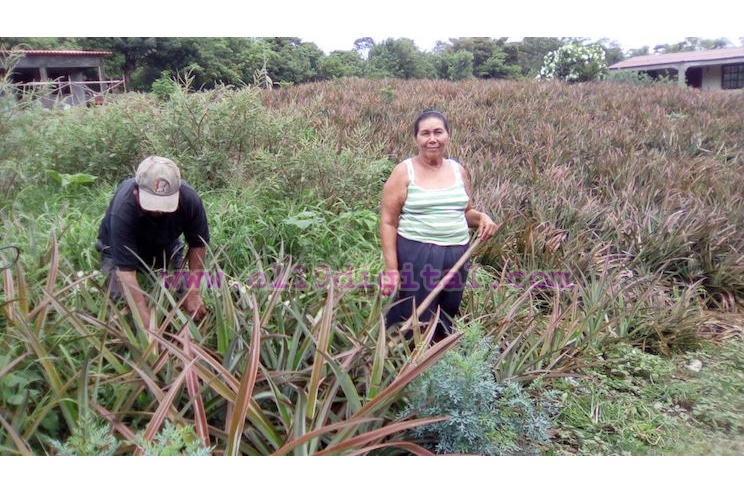 La lluvia en Ticuantepe ha sido una bendición para las familias que cultivan piñas