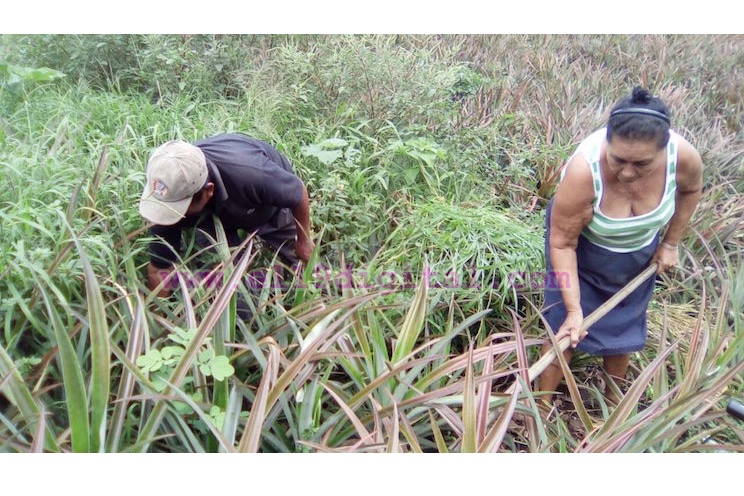 La lluvia en Ticuantepe ha sido una bendición para las familias que cultivan piñas