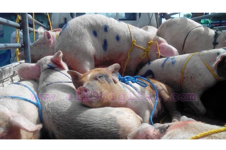 Familias de Tipitapa reciben su Bono Productivo Alimentario