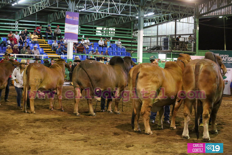 Arranca la XXIII edición de EXPICA, con los mejores exponentes pecuarios de la región