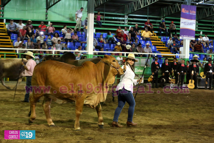 Arranca la XXIII edición de EXPICA, con los mejores exponentes pecuarios de la región