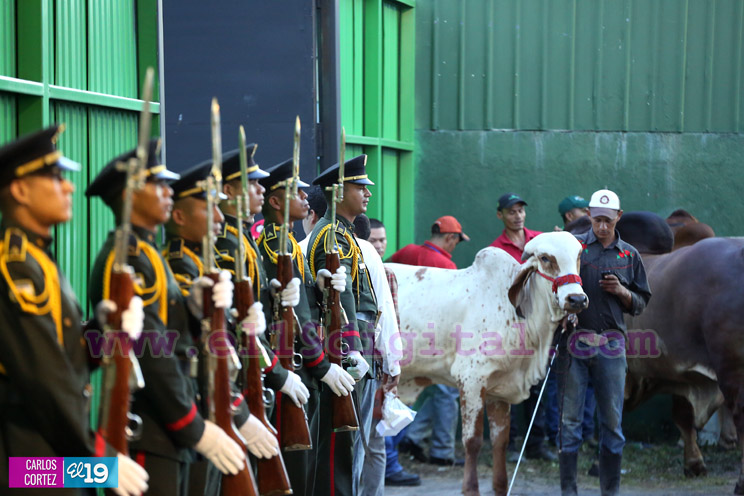 Arranca la XXIII edición de EXPICA, con los mejores exponentes pecuarios de la región