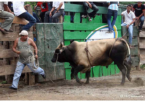 Montas de toros acompañan a las festividades de Santo Domingo