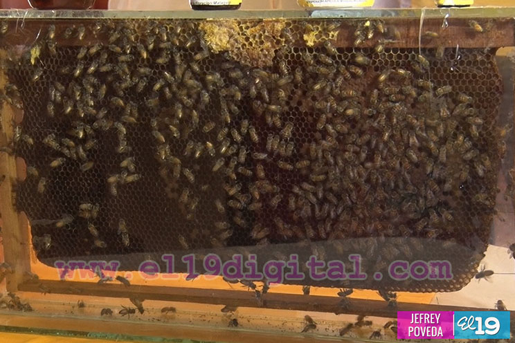 Conozca los productos derivados de la miel en la Feria de la Economía Familiar de Fin de Semana