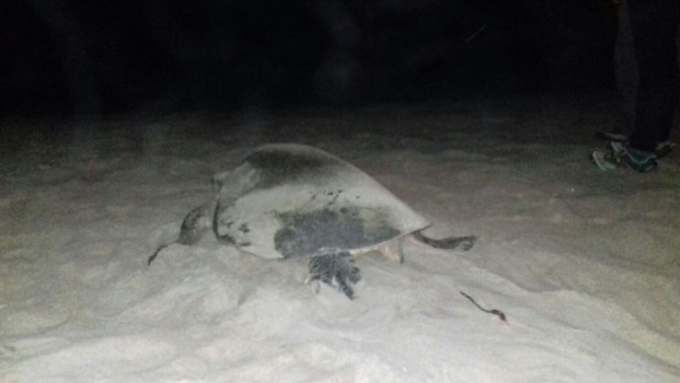 Continúa arribada masiva de tortugas en playa La Flor