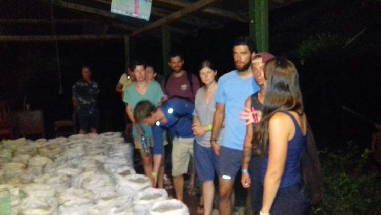 Continúa arribada masiva de tortugas en playa La Flor