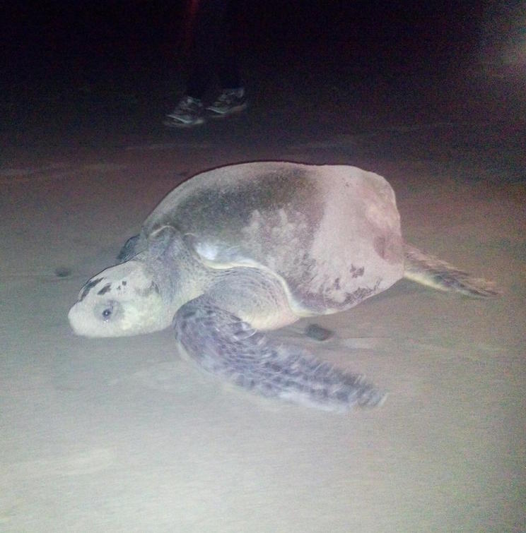 Continúa arribada masiva de tortugas en playa La Flor